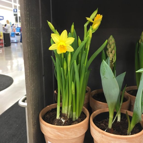 Meet your Posher, Birdie - Picture 1 of 1